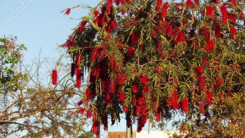 Callistemon is genus of shrubs in family Myrtaceae