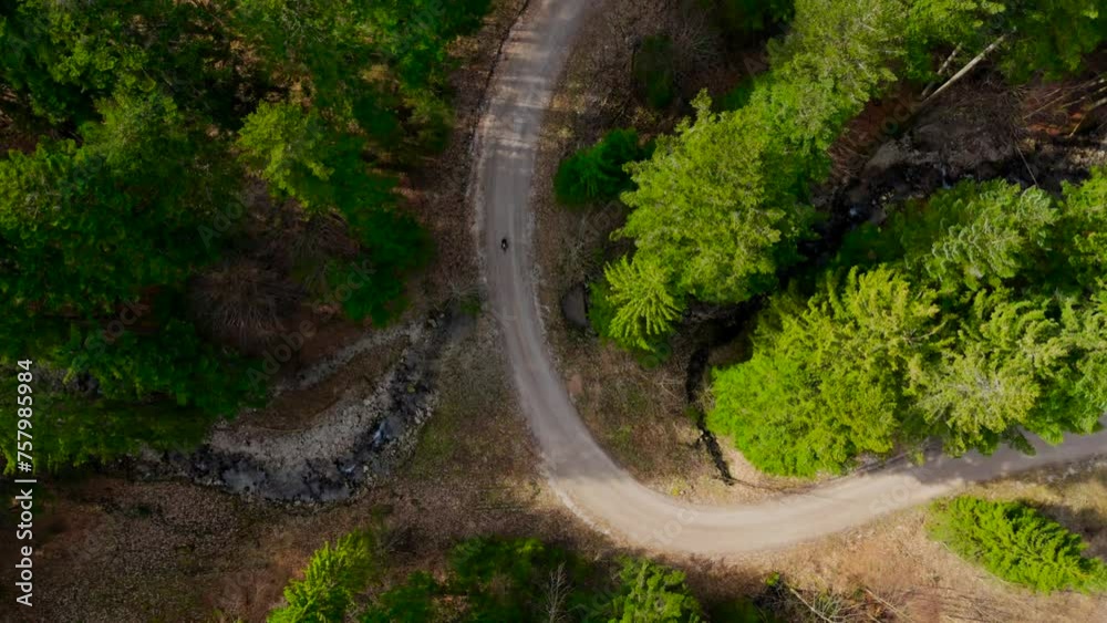 Aerial view of bicyclist riding on dirt road in mountains in coniferous forest with tall trees in sunny weather. Drone shot of cyclist traveling on unpaved road in hills in pine woods with high trees