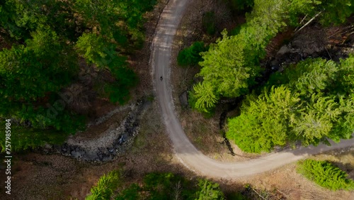 Aerial view of bicyclist riding on dirt road in mountains in coniferous forest with tall trees in sunny weather. Drone shot of cyclist traveling on unpaved road in hills in pine woods with high trees