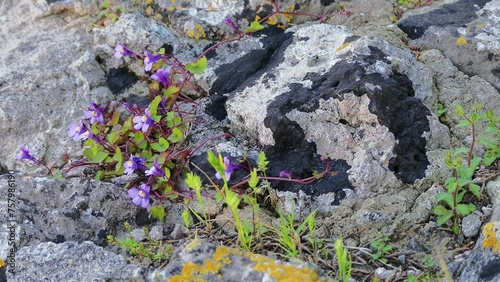 Phacelia campanularia is flowering plant in borage family, Boraginaceae, known by common names desertbells, desert bluebells, California-bluebell, desert scorpionweed, and desert Canterbury bells. photo