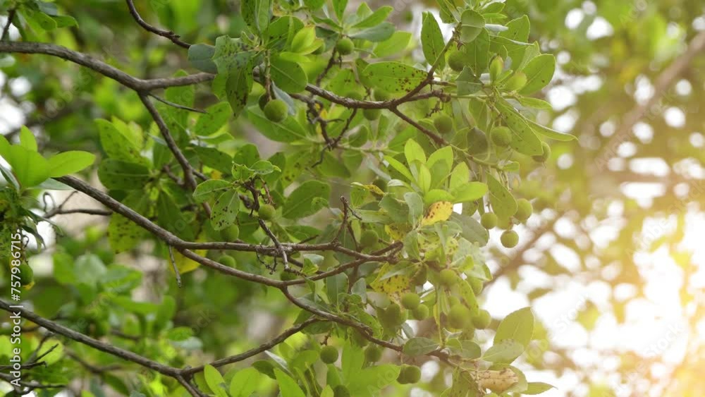 Arbutus unedo (strawberry tree) Arbutus unedo (strawberry tree)