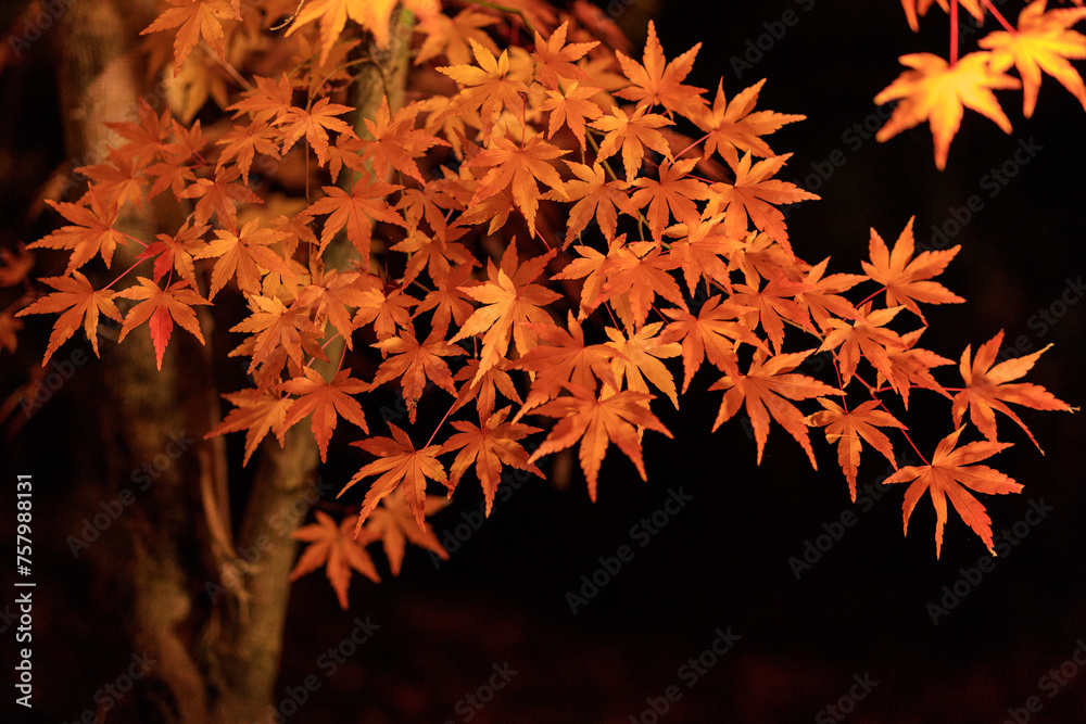 Night view of red maple leaves at Eikando in Kyoto of Japan Night view of red maple leaves at Eikando in Kyoto of Japan