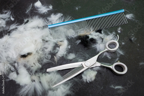 dog haircut. Wool scissors comb photo