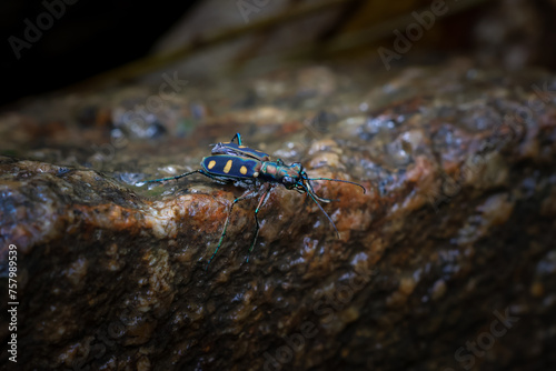 closeup Cicindela aurulenta, a small, fierce-looking, blue, orange-patterned insect clings to a rock in a moist, forest.