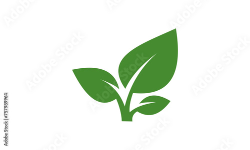 green plant isolated on white background