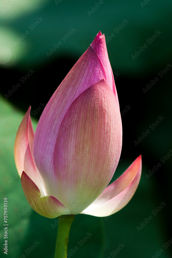 Close-up of the Lotus bud in the garden with blurred background Close-up of the Lotus bud in the garden with blurred background