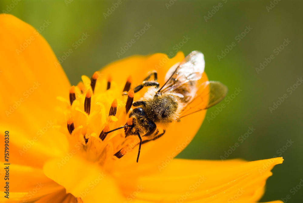 Focus on the bee collecting nectar in the cosmos flowers. Focus on the bee collecting nectar in the cosmos flowers.