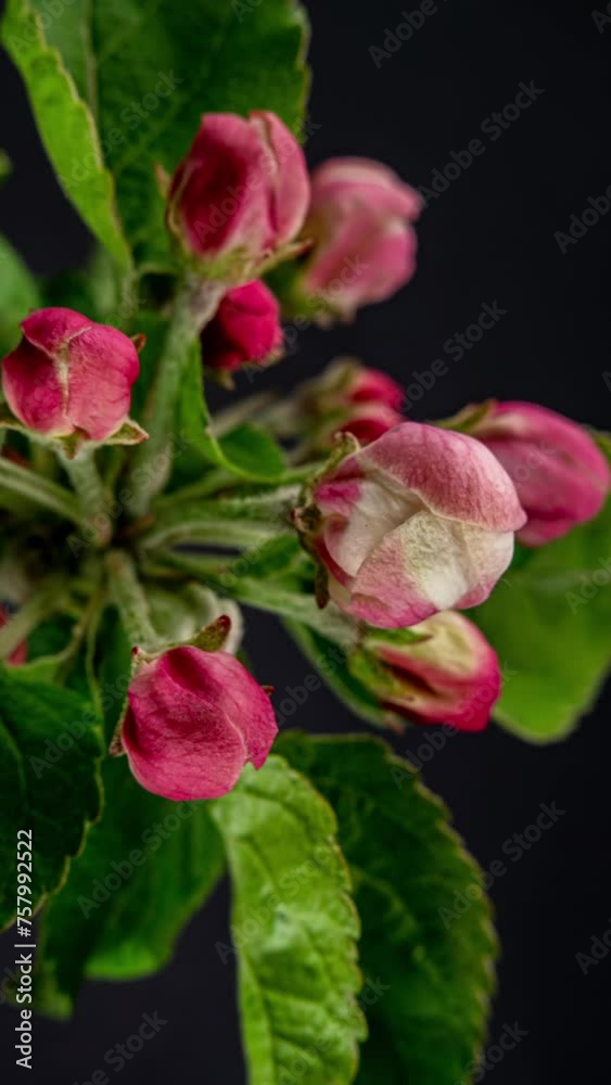Blossoming apple-tree time lapse on black background Blossoming apple-tree time lapse on black background