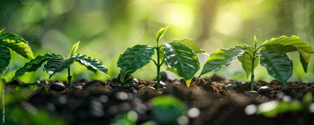 Coffee bean seedlings showcasing growth, green beauty Coffee bean seedlings showcasing growth, green beauty