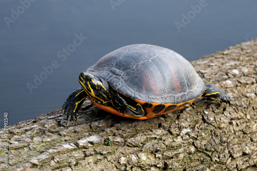 rotbauch-schmuckschildkröte