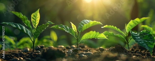 Coffee bean seedlings showcasing growth, green beauty photo