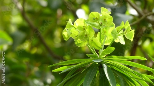 Euphorbia bourgeana (lambii) photo