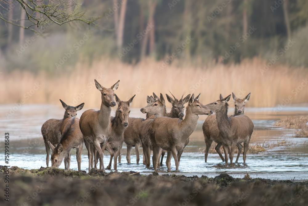 Fototapeta premium Deer hinds in a natural habitat