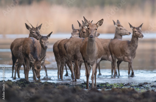 Deer hinds in a natural habitat