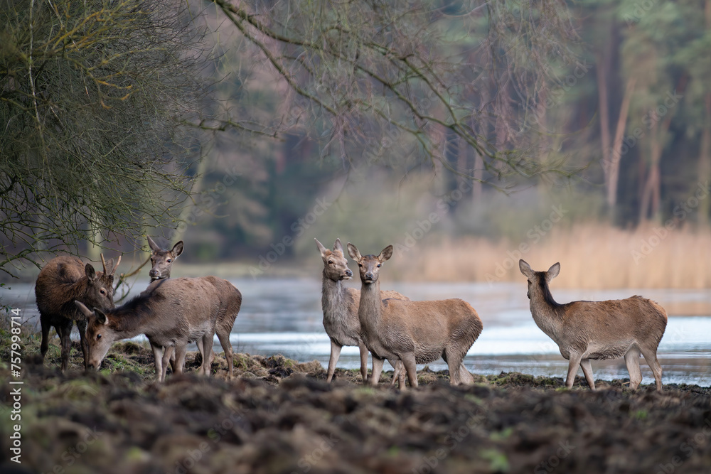 Obraz premium Deer hinds in a natural habitat