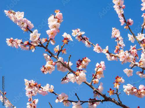 Japanese plum tree with pink blossoms against bright blue sky