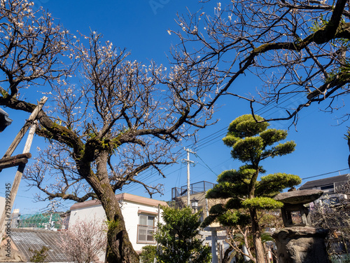 Plum garden at Umezono Migawari Tenmangu Shrine in Maruyama district of Nagasaki, Japan