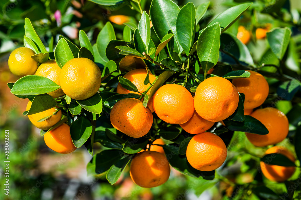 Many oranges are in the tree of orchards in Taichung, Taiwan.