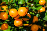 Many oranges in the tree of orchards in Taichung, Taiwan.