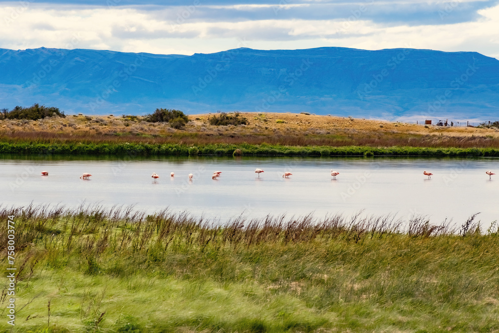 Laguna Nimez with lots of pink flamingoes in Santa Cruz Argentina