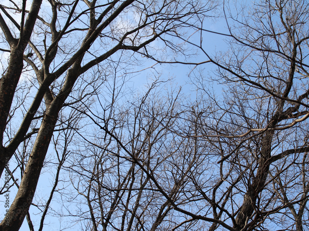 Multiple tree branches abstract background, leafless tree branches against the blue sky Multiple tree branches abstract background, leafless tree branches against the blue sky