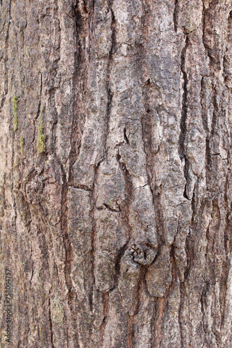 Closeup texture of natural tree bark background. Rough surface of trunk. Green moss on natural wood. © Eriko Ochiai