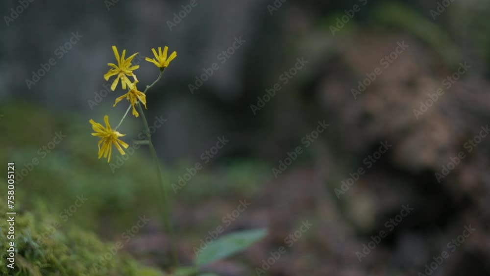A yellow flower in the wind in a damp mountain forest after the summer rain A yellow flower in the wind in a damp mountain forest after the summer rain