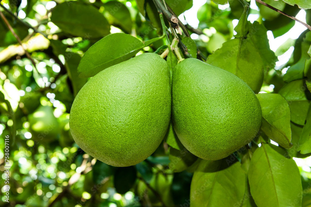 Pomelo fruit or shaddock tree in the garden of agriculture plantation, Hualien Taiwan. Pomelo fruit or shaddock tree in the garden of agriculture plantation, Hualien Taiwan.