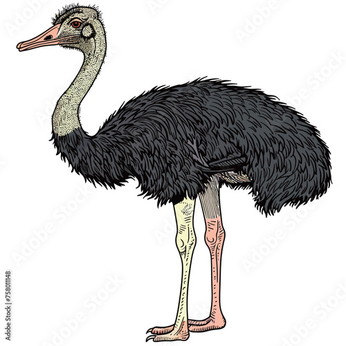 a drawing of an ostrich with a drawing of a bird on it.