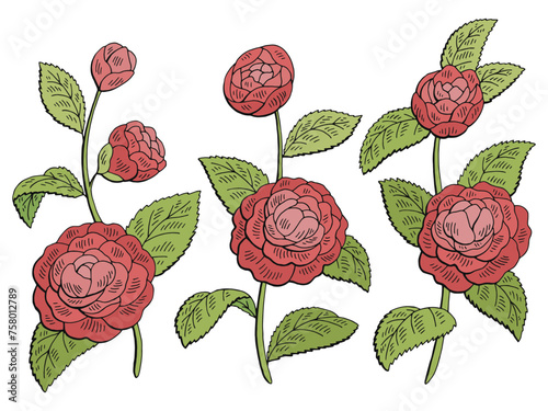 Camellia flower graphic color isolated sketch set illustration vector