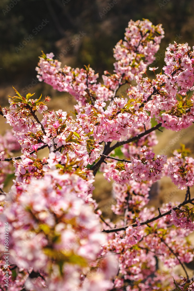 河津桜のある風景

