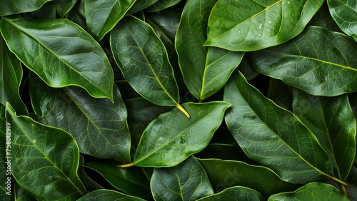 bay leaf close-up, wallpaper, texture, pattern or background © Antoine
