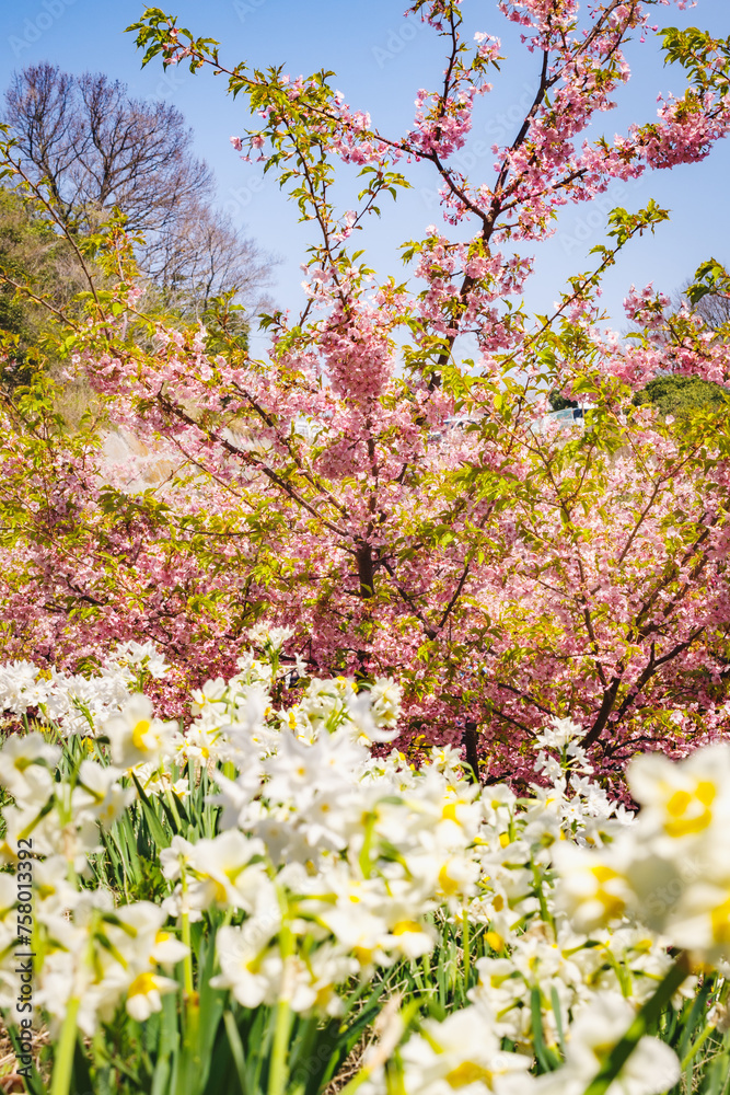 水仙の花と河津桜
