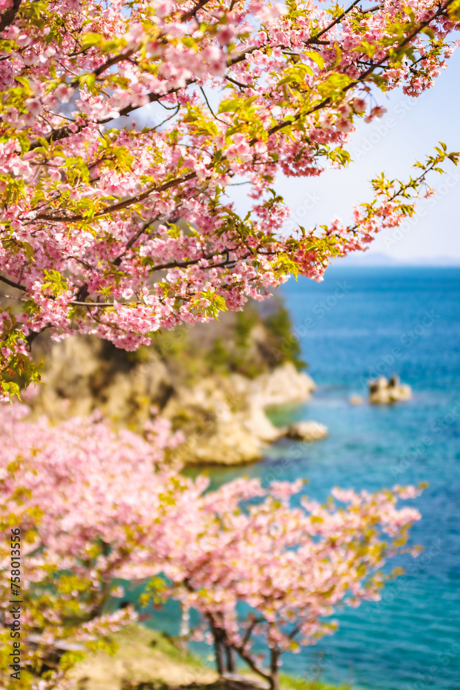 河津桜咲く、瀬戸内の青い海