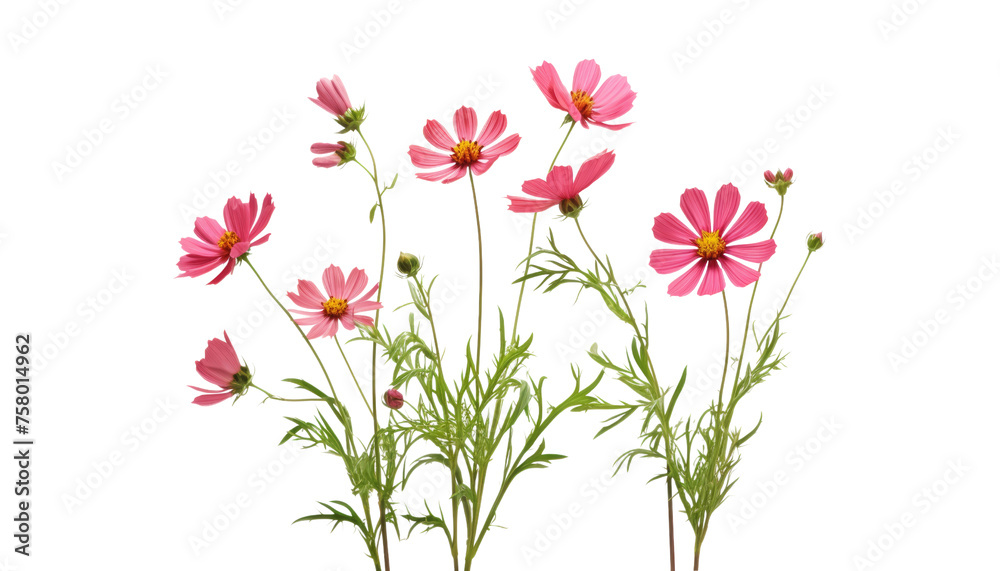 bouquet of pink flowers isolated on transparent background cutout