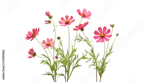 bouquet of pink flowers isolated on transparent background cutout