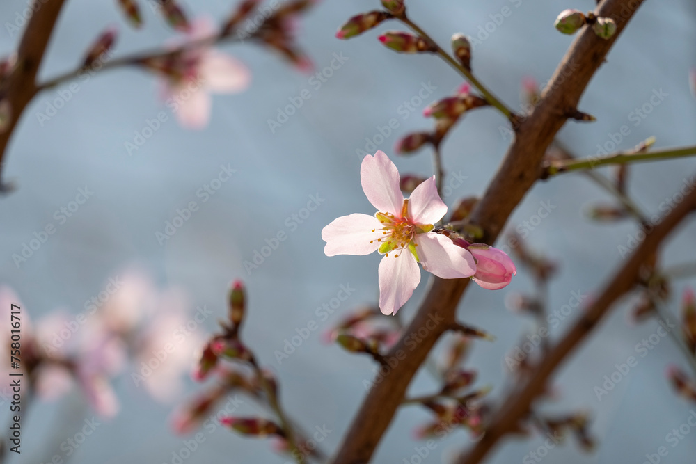 Prunus dulcis. Almond flowers. Flowering almond tree in the garden. Blooming pink flowers on the branches Prunus dulcis. Almond flowers. Flowering almond tree in the garden. Blooming pink flowers on the branches