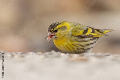 Male eurasian siskin perched on the ground and eating sunflower seeds