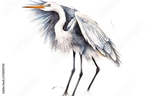 watercolor flying bird Hand drawn Poultry animal Egret birds Heron