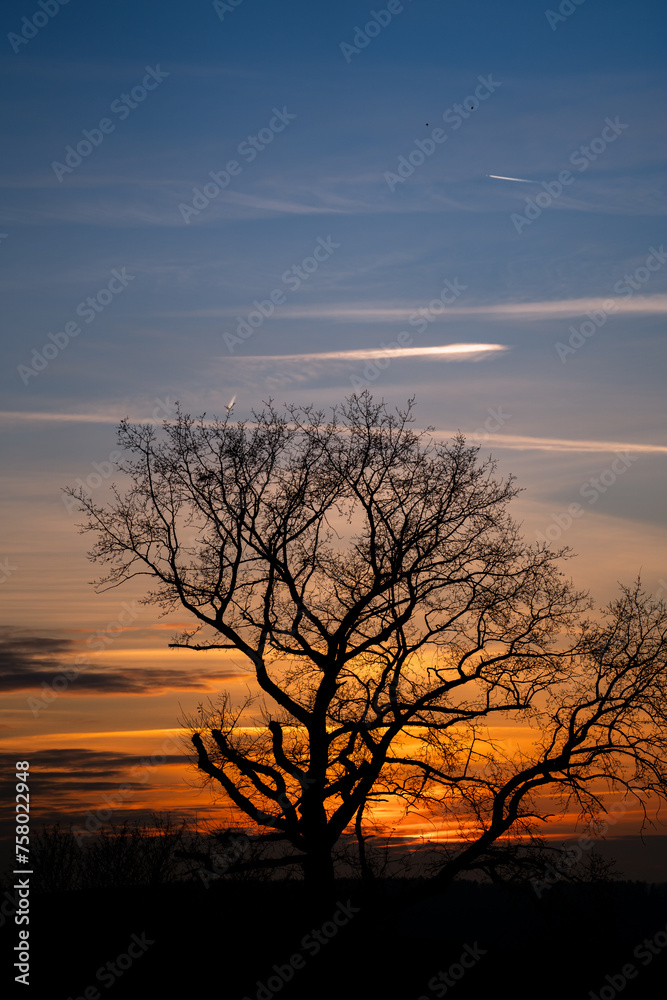 Solitary Witness: Tree Silhouetted Against the Setting Sun