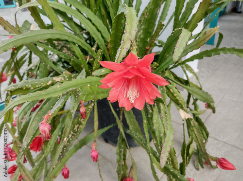 Blooming Orchid Cactus. Disocactus ackermannii