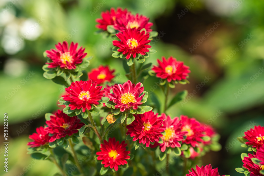 夏の花壇で清々しく咲くアスターの赤い花 夏の花壇で清々しく咲くアスターの赤い花
