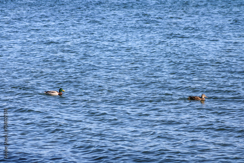 Male and female duck on a lake
