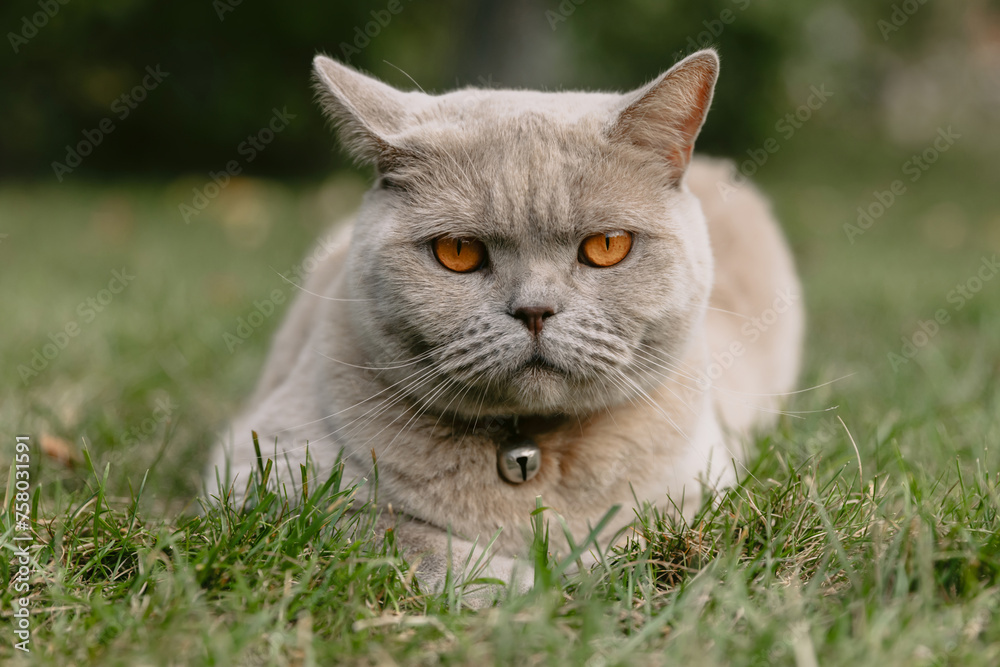 Scottish cat close up in backyard garden. Gray cat outdoor look at camera