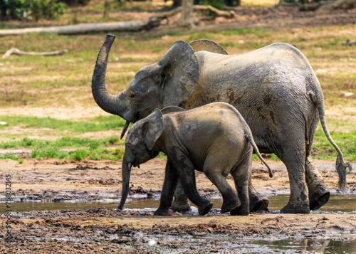 African forest elephant  Loxodonta cyclotis  in Dzanga Bai of Central African Republic. Forest elephants congregate in forest clearings for mineral rich mud.