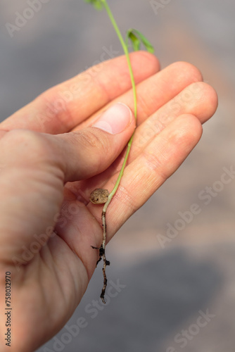 Mano sosteniendo brote de una semilla de lenteja