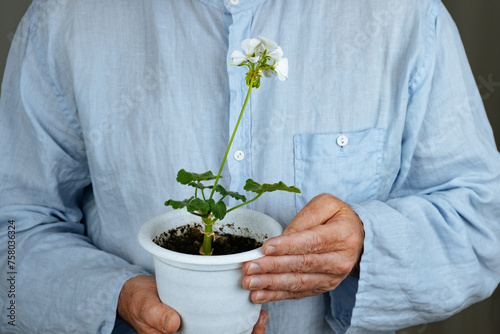 An elderly man holding a plant pot. Activities growing plants and flowers at home.