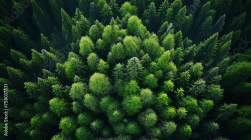 Drone captures forest canopy absorbing co2 green trees for carbon neutrality and net zero emissions
