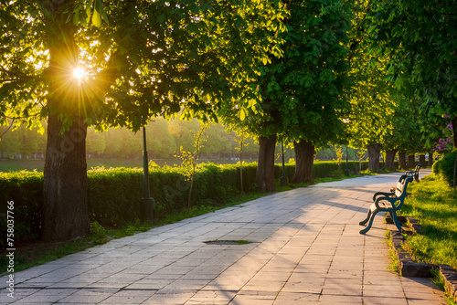 avenue with chestnut trees. bench on the side of a paved footpath. beautiful urban springtime scenery of uzhhorod city in morning light photo