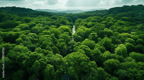 Aerial drone view of lush forest capturing co2 for carbon neutrality and net zero emissions © Roman Enger